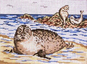 Seals at Beach